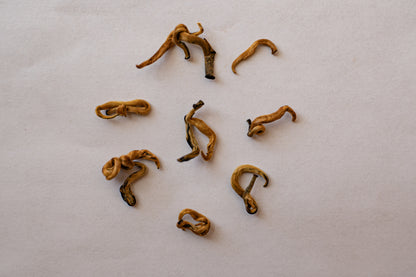 Yunnan Golden Tips
